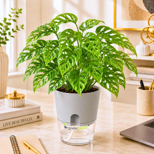 Monstera Broken Heart Live Plant