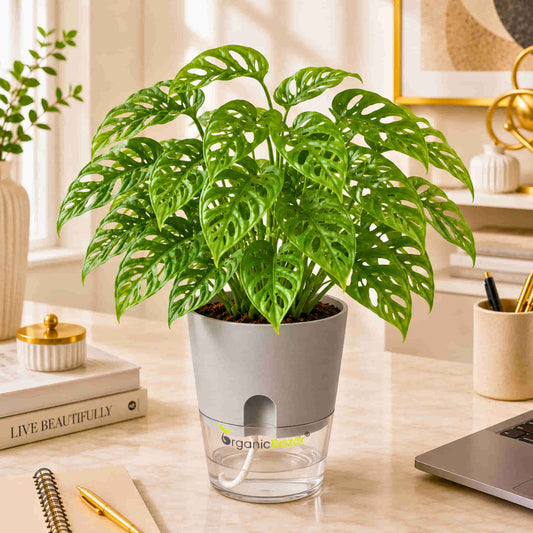 Monstera Broken Heart Live Plant