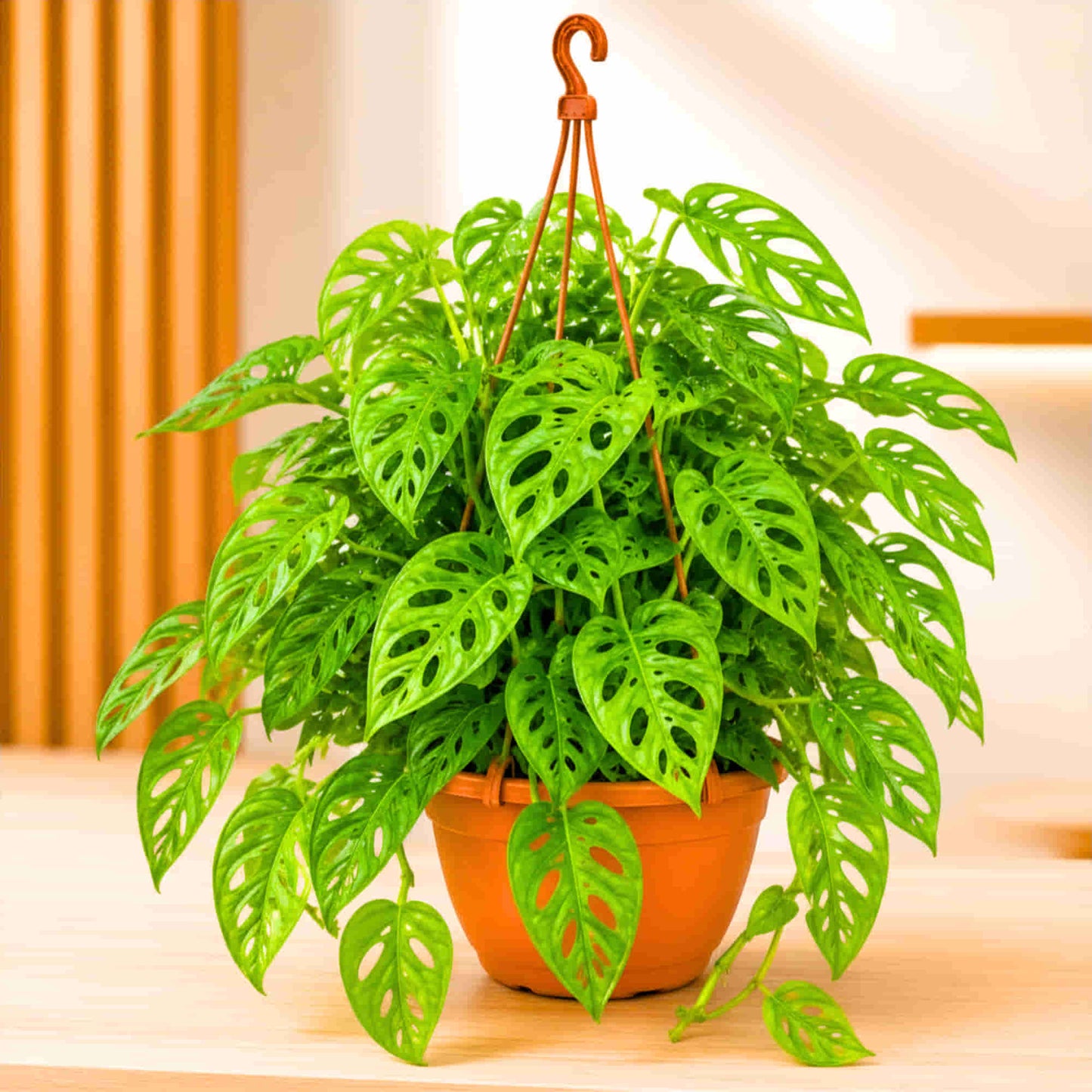 Monstera Adansonii (Swiss Cheese Vine) Live Plant with Hanging Basket