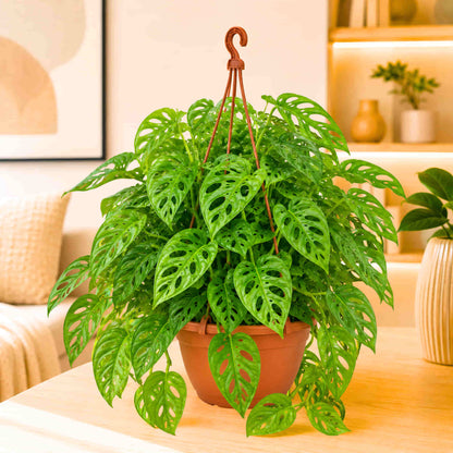 Monstera Adansonii (Swiss Cheese Vine) Live Plant with Hanging Basket