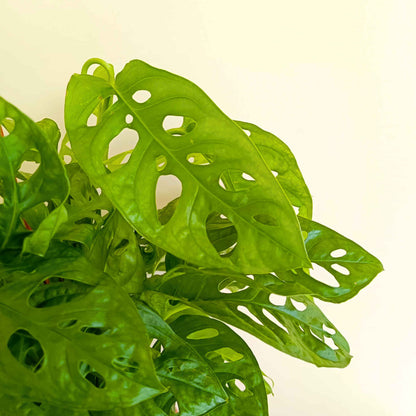 Monstera Adansonii (Swiss Cheese Vine) Live Plant with Hanging Basket