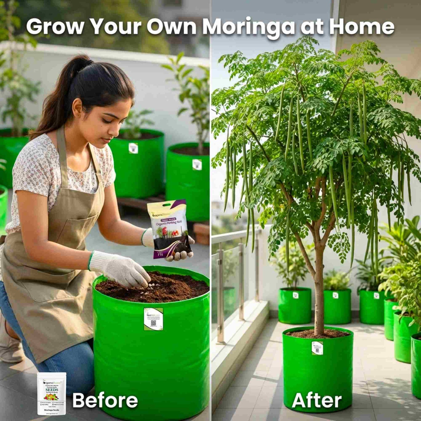 Moringa Drumstick Seeds (Saijan) - 10 Seeds (सहजन/मोरिंगा के बीज)