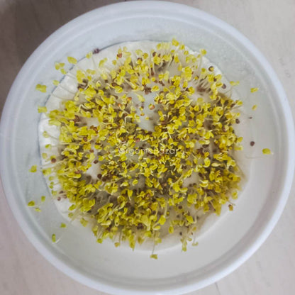 Mustard Green Seeds For Sarso Saag - 750 Seeds(साग वाली सरसों के बीज)