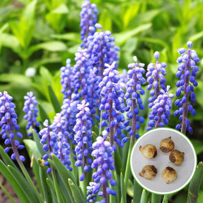 Muscari Armeniacum (Blue) Flower Bulbs (05N)
