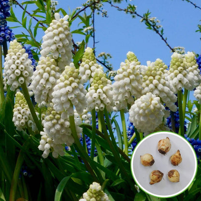 Muscari Siberian (White) Flower Bulbs (05N)