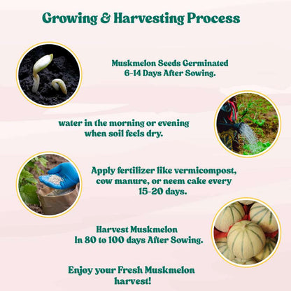 Musk Melon Round With Greenish Stripes F1 Hybrid Seeds (12 Seeds) Easy To grow, High Germination, High Yield Kharbooj Seeds for Home Gardening