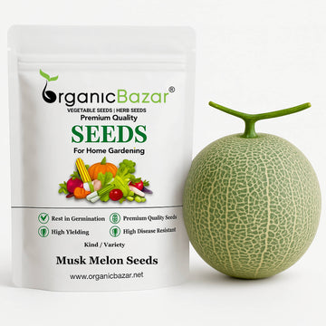 Musk Melon Hybrid Seeds - 12 Seeds  (kharabooja/खरबूजा के बीज)