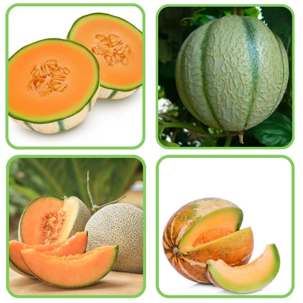 4 Different Varieties Muskmelon Seeds Combo Pack