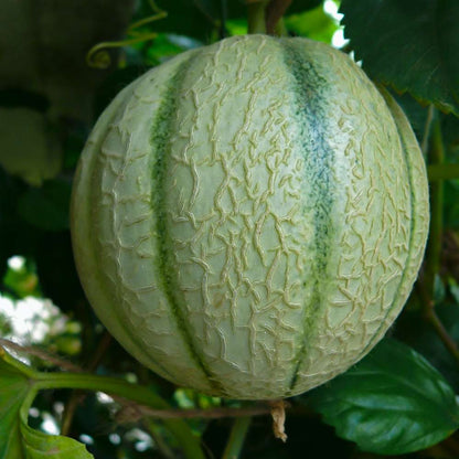 Musk Melon Round With Greenish Stripes F1 Hybrid Seeds (12 Seeds) Easy To grow, High Germination, High Yield Kharbooj Seeds for Home Gardening