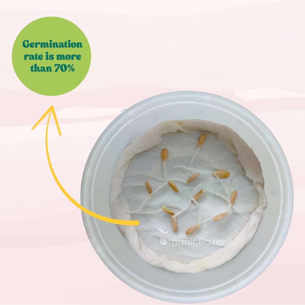 Musk Melon Kajri Seeds (12 Seeds) Easy To grow, High Germination, High Yield Kharbooj Seeds for Home Gardening