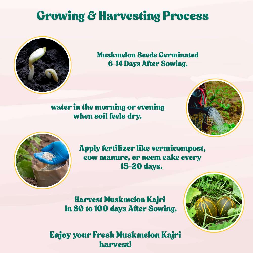 Musk Melon Kajri Seeds (12 Seeds) Easy To grow, High Germination, High Yield Kharbooj Seeds for Home Gardening