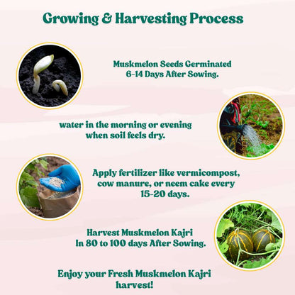 Musk Melon Kajri Seeds (12 Seeds) Easy To grow, High Germination, High Yield Kharbooj Seeds for Home Gardening