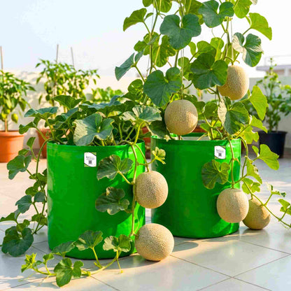 Musk Melon Seeds - 12 Seeds  (kharabooja/खरबूजा के बीज) Easy To grow, High Germination, High Yield Kharbooj Seeds for Home Gardening