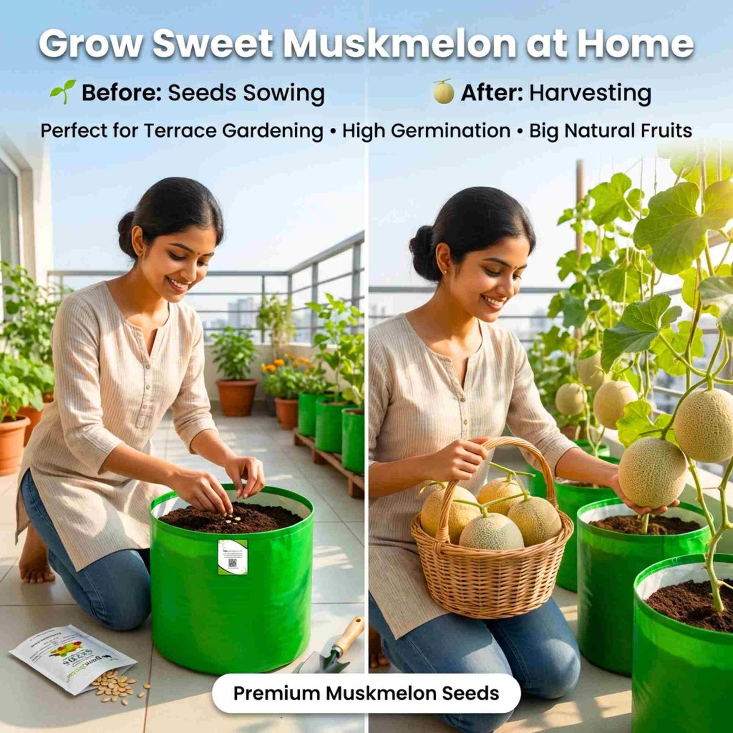 Musk Melon Seeds - 12 Seeds  (kharabooja/खरबूजा के बीज) Easy To grow, High Germination, High Yield Kharbooj Seeds for Home Gardening