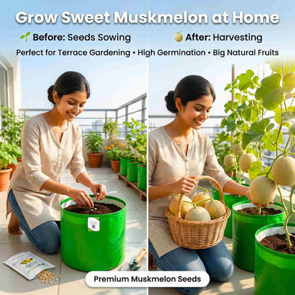 Musk Melon Seeds - 12 Seeds  (kharabooja/खरबूजा के बीज) Easy To grow, High Germination, High Yield Kharbooj Seeds for Home Gardening