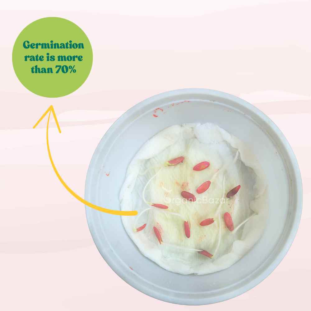 Muskmelon Yellow Seeds (12 Seeds) (kharbooja/ खरबूजा)