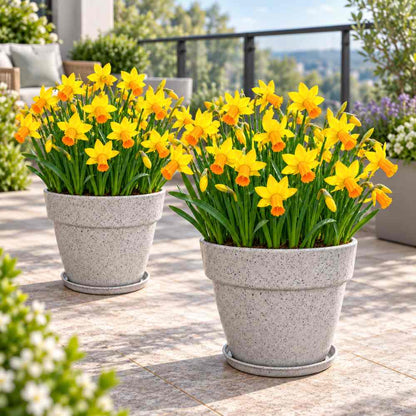 Narcissus/ Daffodil Jetfire (Yellow and Orange) Flower Bulbs (04 Bulbs)