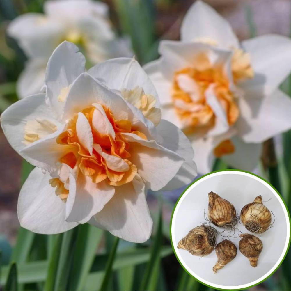 Narcissus Replete Flower Bulbs (05 Bulbs)