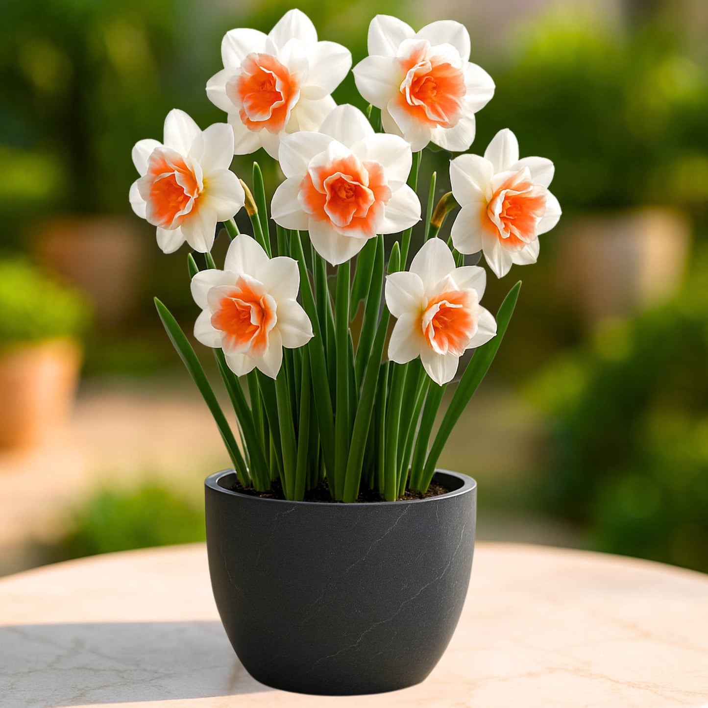 Narcissus Replete Flower Bulbs (05 Bulbs)