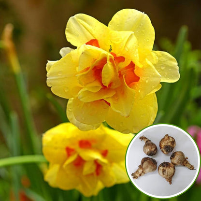 Narcissus Tahiti Flower Bulbs (05 Bulbs)