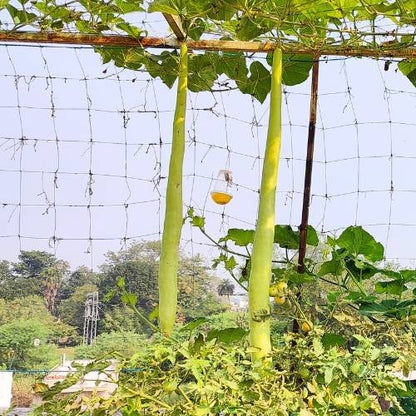 Extra Long Bottle Gourd (Lauki / Ghiya) Seeds (6 फीट लंबी लौकी के बीज)