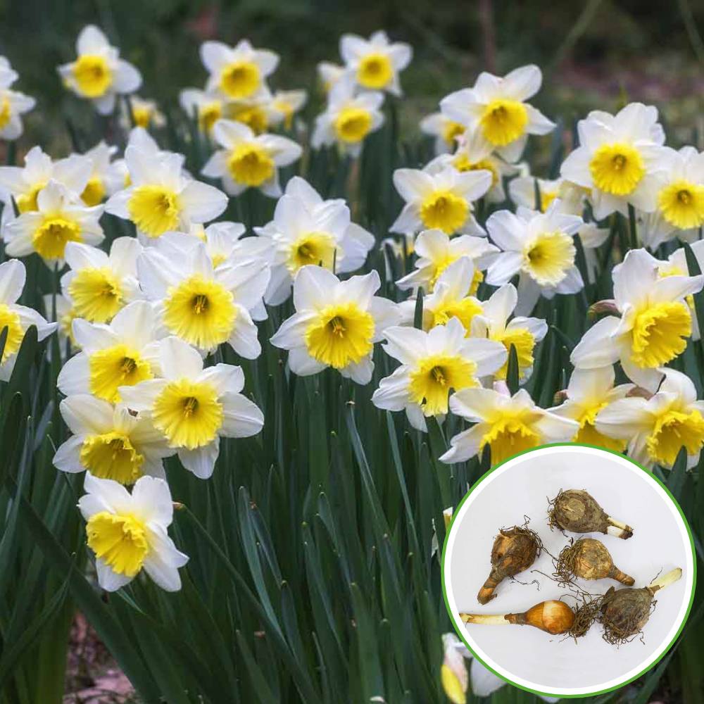Nargis Mixed Color Flower Bulbs (05 Bulbs)