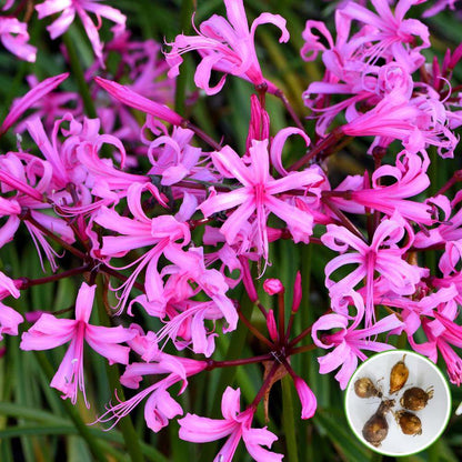 Nerine Lily Pink Flower Bulbs (05N) Guernsey Lily / Jersey Lily For Home Gardening