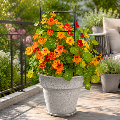 Nasturtium Jewel of Africa Mix Color Seeds (20 Seeds)