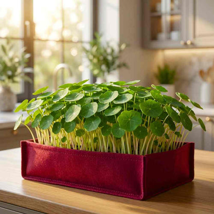 Nasturtium Microgreens Seeds (20g)