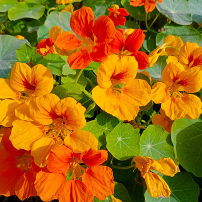 Nasturtium Jewel of Africa Mix Color Seeds (20 Seeds)
