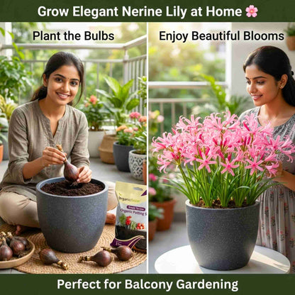 Nerine Lily Pink Flower Bulbs (05N) Guernsey Lily / Jersey Lily For Home Gardening