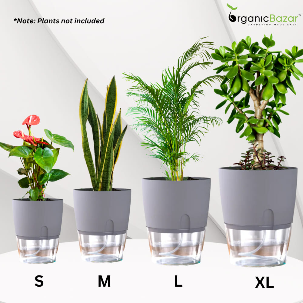 Self Watering Pot Clear Plastic Decorative Garden Planters (Pack of 2) Without Plant