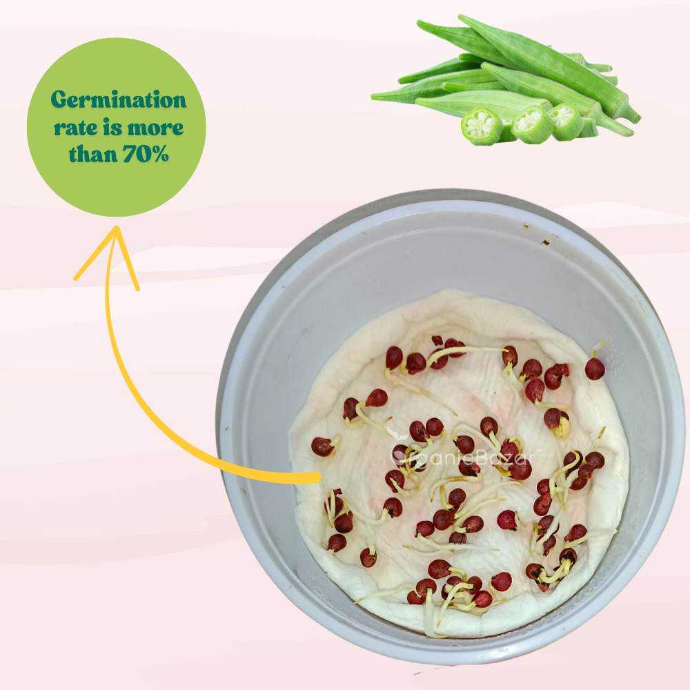 Okra or Lady Finger (bhindi) Seeds - 50 Seeds (भिंडी के बीज) Easy To grow, High Germination, High Yield Okra Seeds for Home Gardening