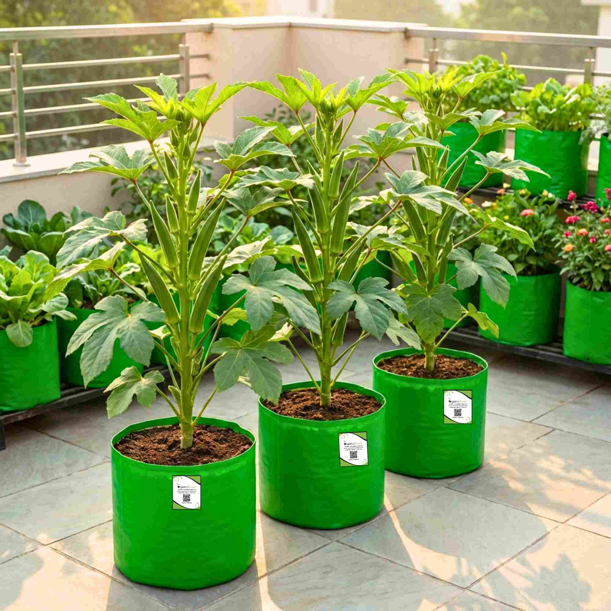 bhindi plant in pot Buy Best Quality Okra or Lady Finger Seeds Online