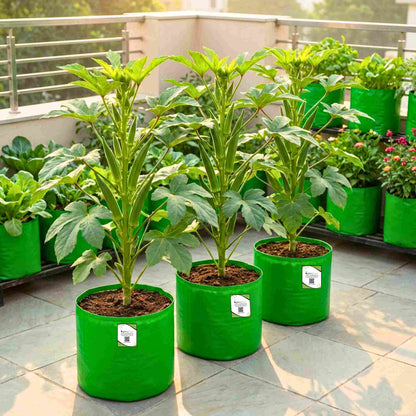 Okra or Lady Finger Hybrid (bhindi) Seeds - 50 Seeds (भिंडी के बीज) Easy To grow, High Germination, High Yield Okra Seeds for Home Gardening