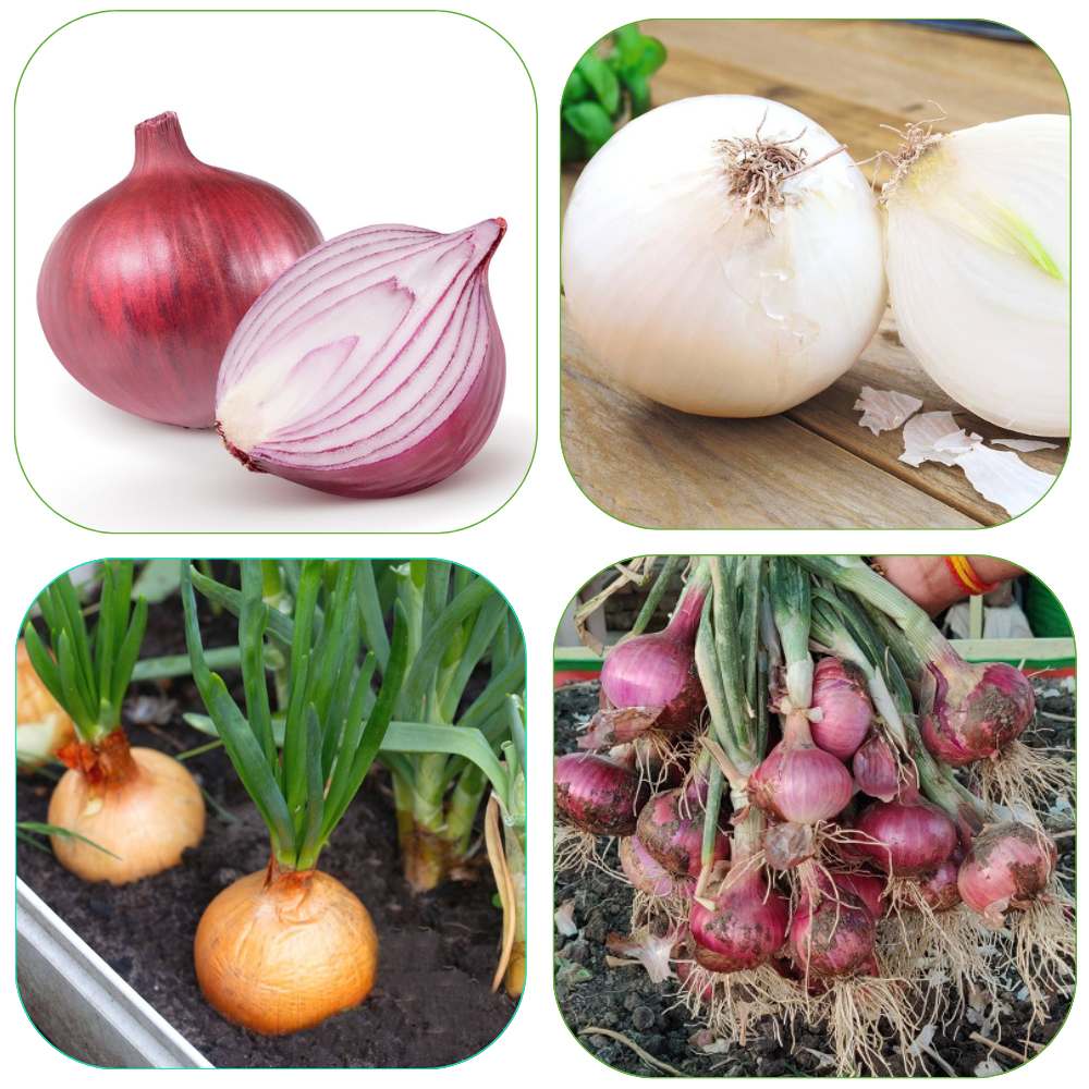 3 Different Varieties of Onion Seeds Combo Pack