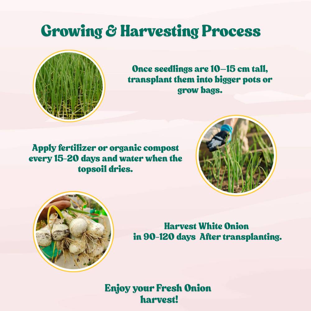 Onion (Pyaj) White Globe Seeds - 500 Seeds (सफेद प्याज के बीज) High Yield/High Germination/Best Seeds for Terrace Gardening