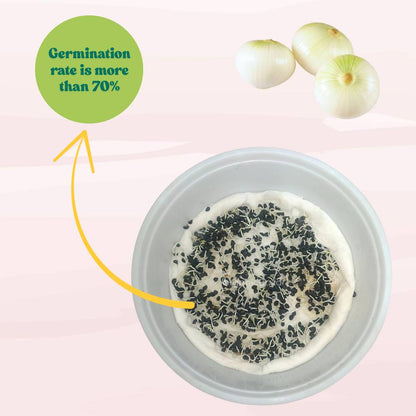 Onion (Pyaj) White Globe Seeds - 500 Seeds (सफेद प्याज के बीज) High Yield/High Germination/Best Seeds for Terrace Gardening