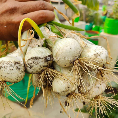 Onion (Pyaj) White Globe Seeds - 500 Seeds (सफेद प्याज के बीज) High Yield/High Germination/Best Seeds for Terrace Gardening