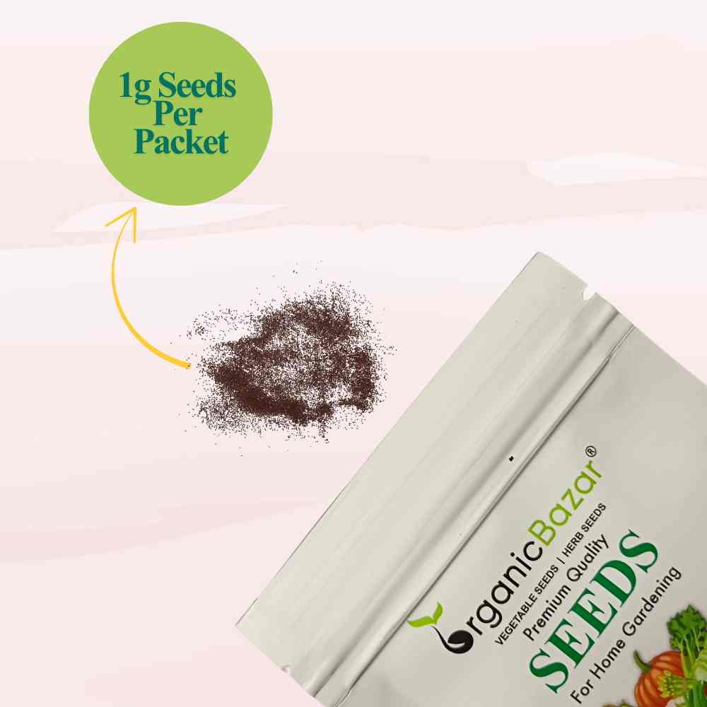 Oregano Microgreen Seeds (1g Seeds)