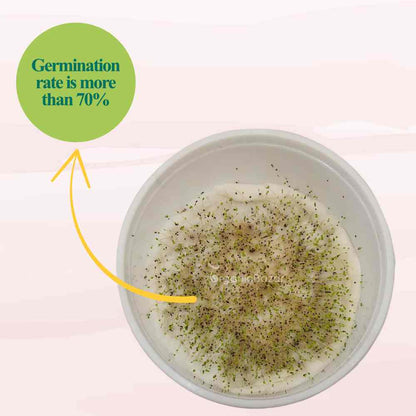 Oregano Microgreen Seeds (1g Seeds)