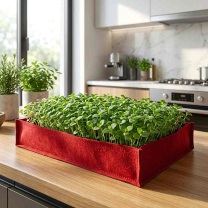 Oregano Microgreen Seeds (1g Seeds)