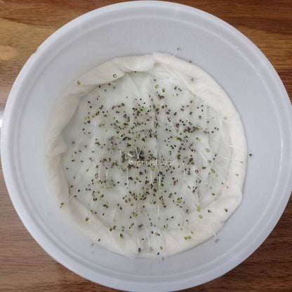 Oregano Seeds - 200 Seeds (ओरिगैनो के बीज) High-Germination Herb Seeds for Pots, Balcony & Home Garden