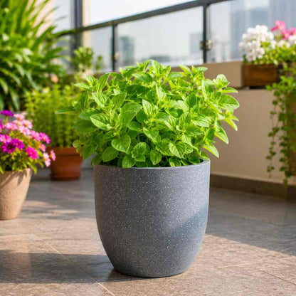 Oregano Seeds - 200 Seeds (ओरिगैनो के बीज) High-Germination Herb Seeds for Pots, Balcony & Home Garden