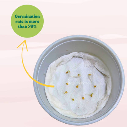 Ornamental Chilli/ Pepper Dwarf Mix Color Seeds -  (10 Seeds) High Yield | High Germination | Ideal for indoor/outdoor use