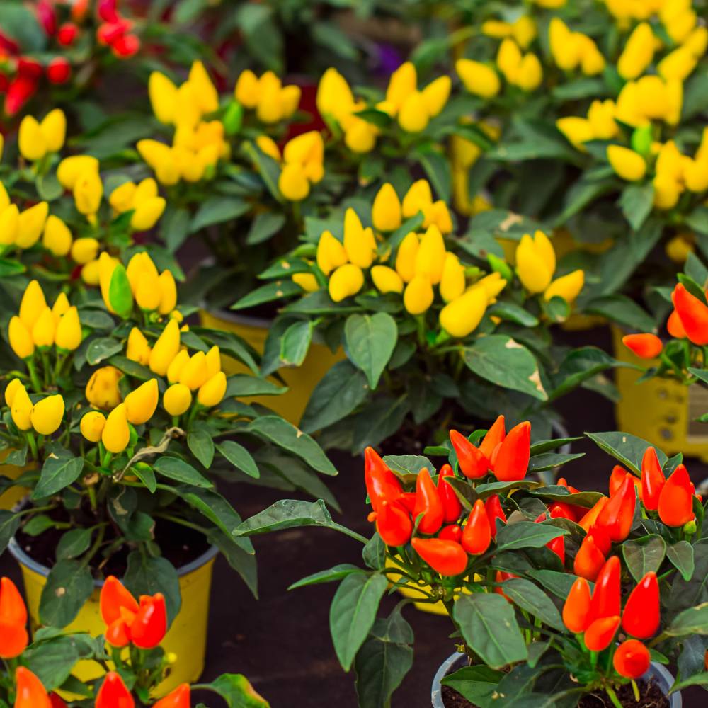 Ornamental Chilli/ Pepper Dwarf Mix Color Seeds -  (10 Seeds) High Yield | High Germination | Ideal for indoor/outdoor use