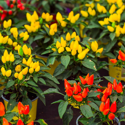 Ornamental Chilli/ Pepper Dwarf Mix Color Seeds -  (10 Seeds) High Yield | High Germination | Ideal for indoor/outdoor use