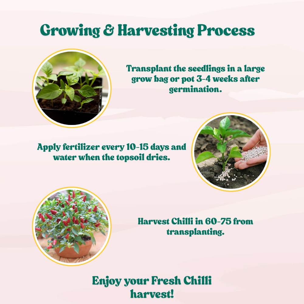 Ornamental Chilly Choice Mix Seeds - (50 Seeds) High Yield | High Germination | Best for Home Gardens (मिर्च के बीज)