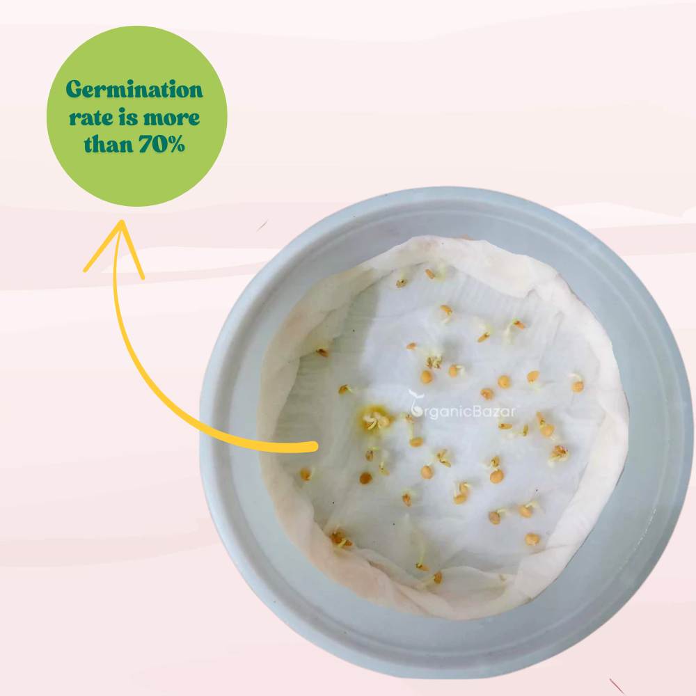 Ornamental Chilly Choice Mix Seeds - (50 Seeds) High Yield | High Germination | Best for Home Gardens (मिर्च के बीज)