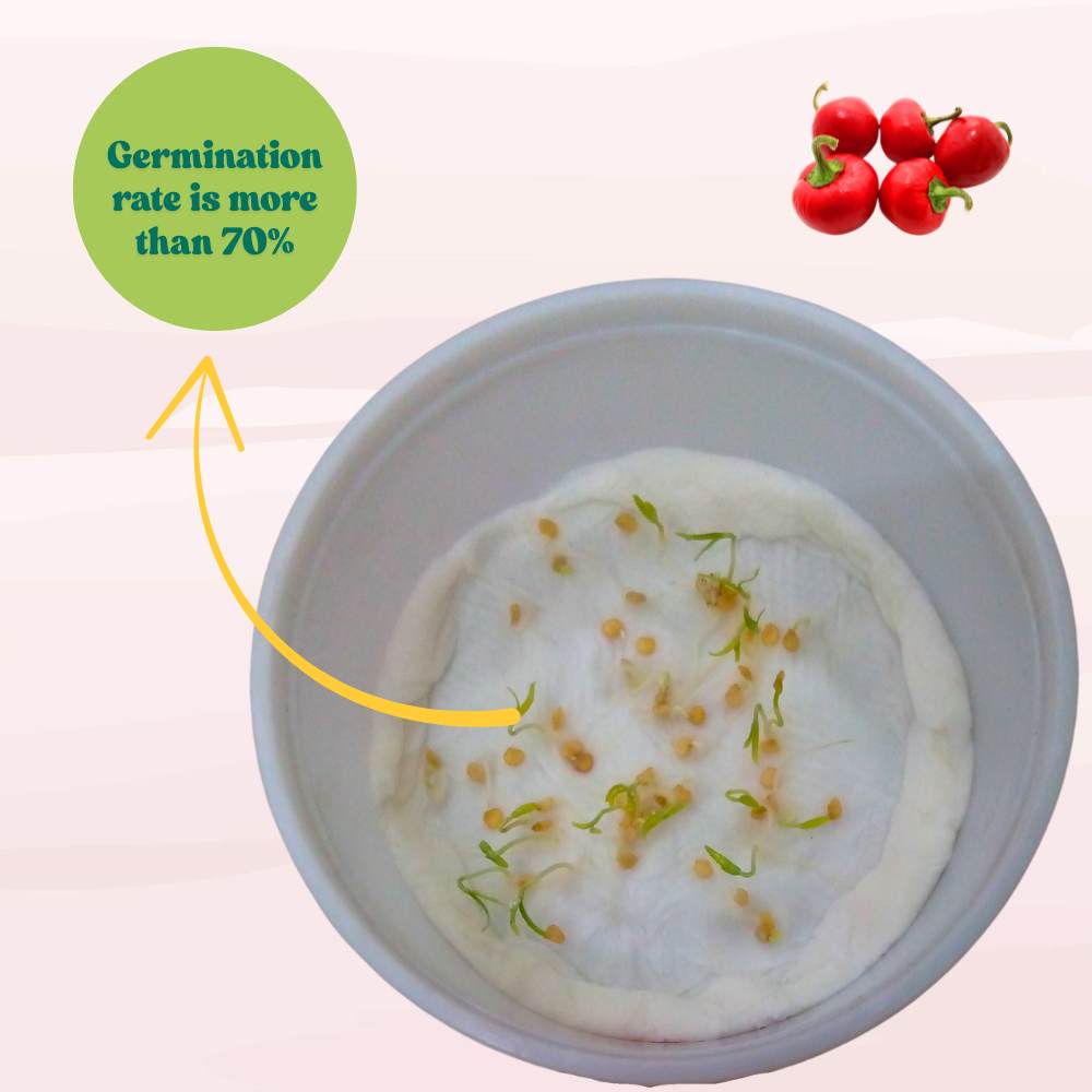 Ornamental Chilly Choice Round Mix Seeds -  (50 Seeds) High Yield | High Germination | Best for Home Gardens (मिर्च के बीज)